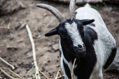 Boynuzlu ve sakallı keçi