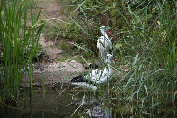 Klapperstorch Mit Langen Stapelbeinen — Stockfoto