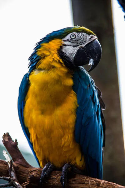 Vermelho Azul Verde Papagaios Grandes América Sul — Fotografia de Stock