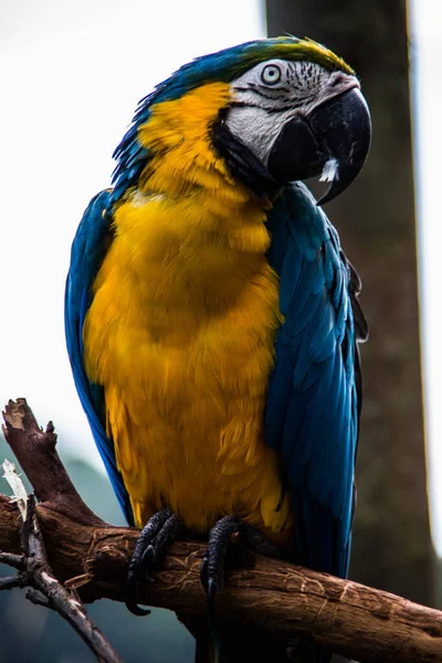 남아메리카에서 자생하는 초록빛 앵무새 — 스톡 사진