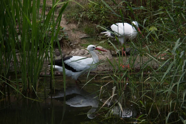 Klapperstorch Mit Langen Stapelbeinen — Stockfoto