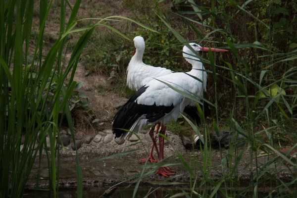 Klapperstorch Mit Langen Stapelbeinen — Stockfoto