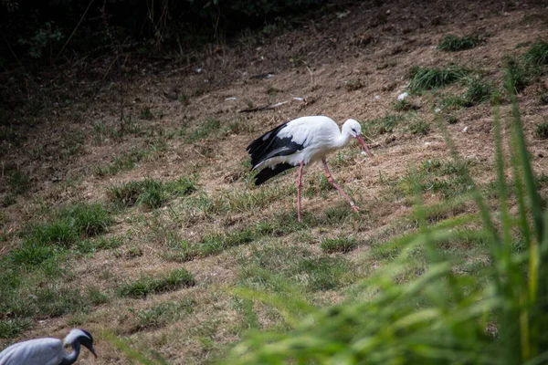 Rattle Cegonha Com Pernas Longas Empilhadas — Fotografia de Stock