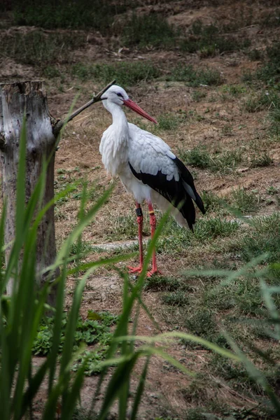 Skallstork Med Långa Staplade Ben — Stockfoto