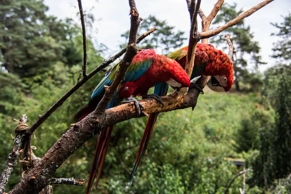 Vermelho Azul Verde Papagaios Grandes América Sul — Fotografia de Stock