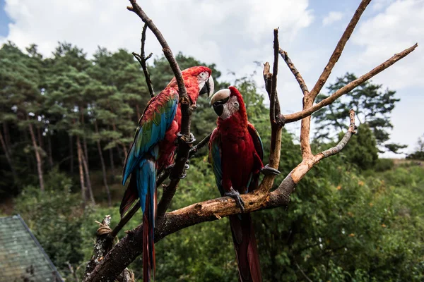 Vermelho Azul Verde Papagaios Grandes América Sul — Fotografia de Stock