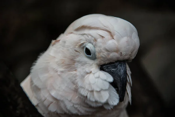 Cacatúa Sienta Árbol —  Fotos de Stock