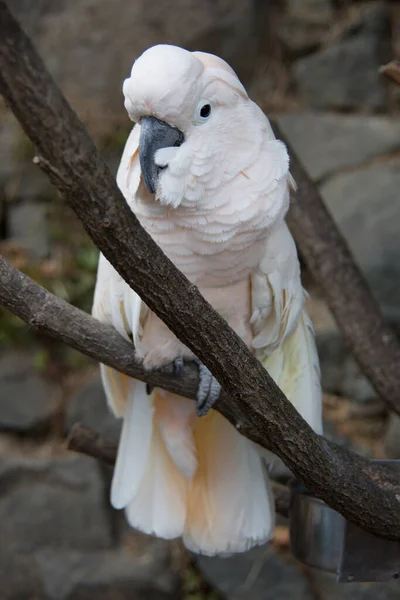 Cacatua Senta Árvore — Fotografia de Stock