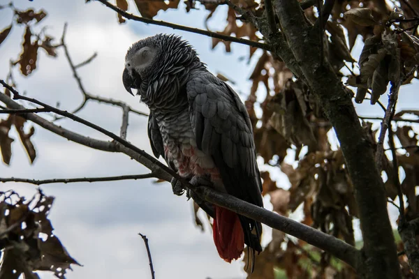 Papagaios Cinzentos América Sul — Fotografia de Stock