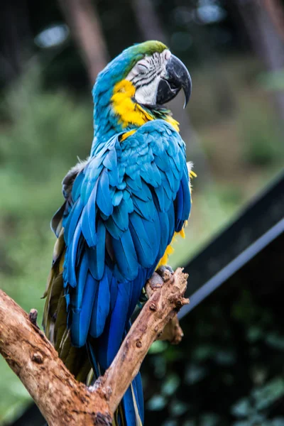 Vermelho Azul Verde Papagaios Grandes América Sul — Fotografia de Stock