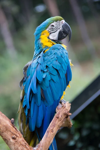 Vermelho Azul Verde Papagaios Grandes América Sul — Fotografia de Stock