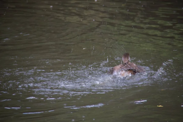 Kaczki Spływają Wody — Zdjęcie stockowe