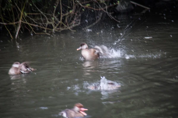 Ondulation Des Canards Dans Eau — Photo