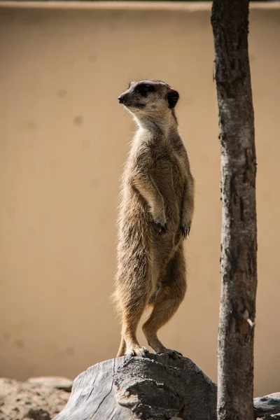 Meerkat Jugando Arena — Foto de Stock