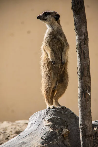 Meerkat Jouer Dans Sable — Photo