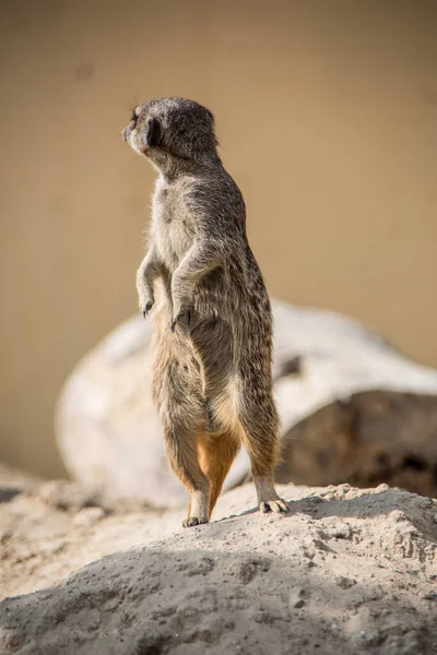 砂の中で遊ぶMeerkat — ストック写真