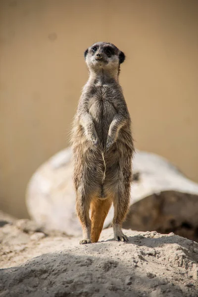 Meerkat Brincando Areia — Fotografia de Stock