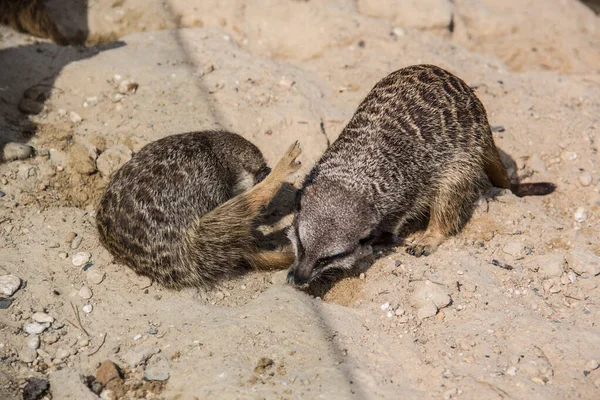 Meerkat Brincando Areia — Fotografia de Stock