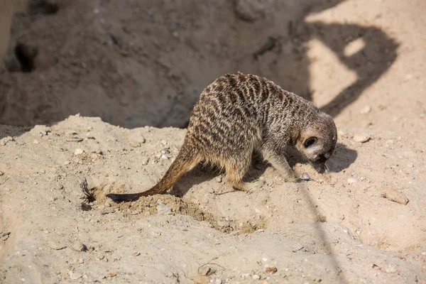 Meerkat Leker Sanden — Stockfoto