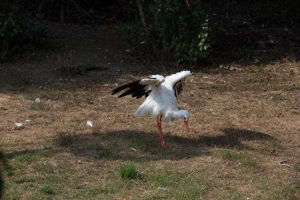 Klapperstorch Mit Langen Stapelbeinen — Stockfoto