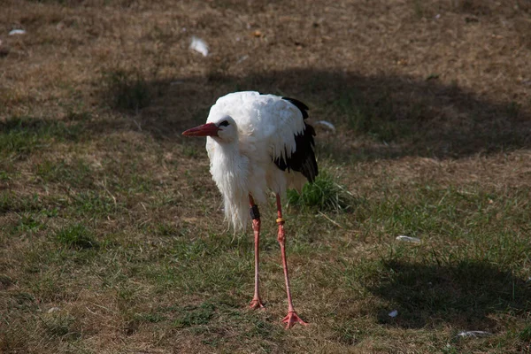 Skallstork Med Långa Staplade Ben — Stockfoto