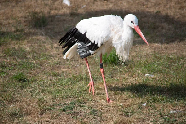 Klapperstorch Mit Langen Stapelbeinen — Stockfoto