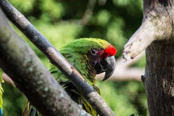 Colorido Grande Azul Vermelho Papagaios Verdes Árvore — Fotografia de Stock