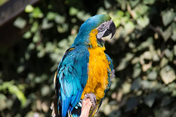 Colorido Grande Azul Vermelho Papagaios Verdes Árvore — Fotografia de Stock