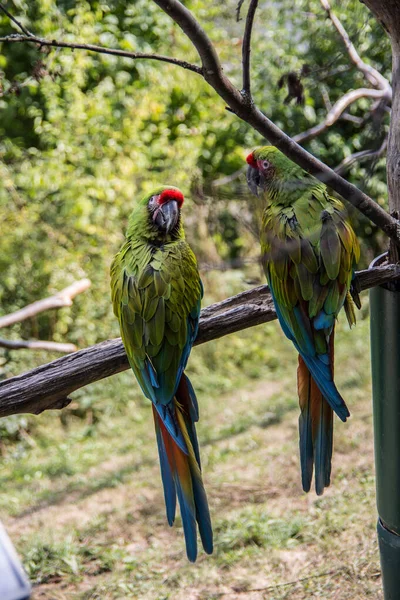 Colorido Grande Azul Vermelho Papagaios Verdes Árvore — Fotografia de Stock