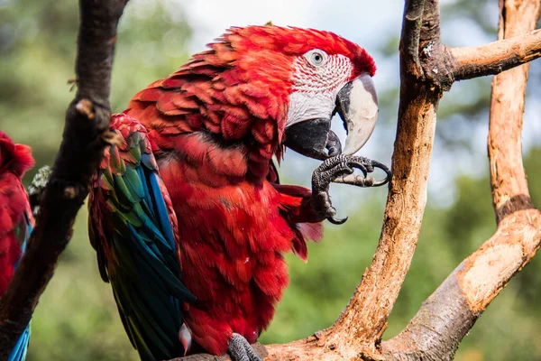 Colorido Grande Azul Vermelho Papagaios Verdes Árvore — Fotografia de Stock