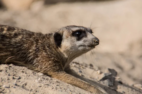 砂の中で遊ぶMeerkat — ストック写真