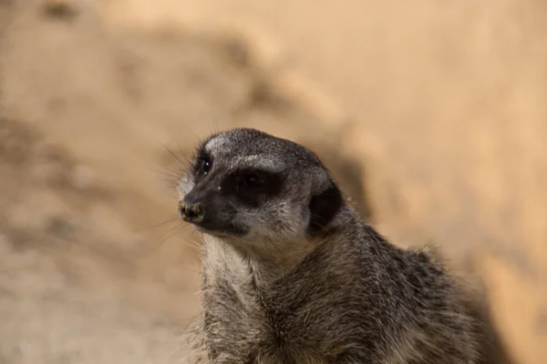 Meerkat Játszik Homokban — Stock Fotó