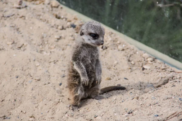 Meerkat Jugando Arena — Foto de Stock