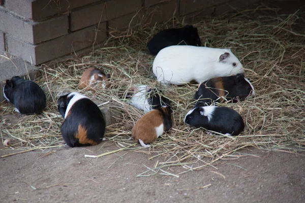 Kahverengi Beyaz Kobay Fareleri Evcil Hayvanlar Gibi — Stok fotoğraf