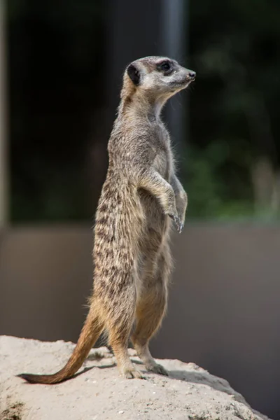 Meerkat Jouer Dans Sable — Photo