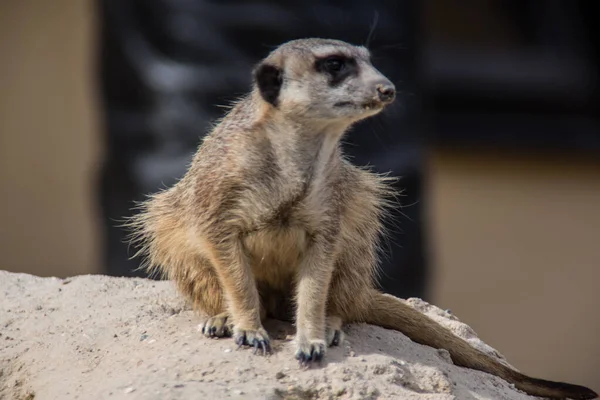 Meerkat Hraje Písku — Stock fotografie