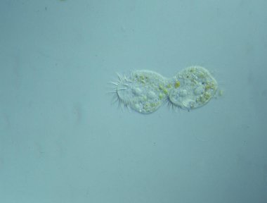 Damlalardaki klikat uyarısı 