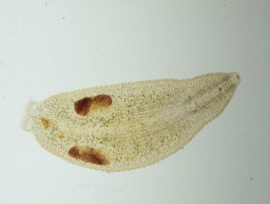 Sülükler gölette yüzer