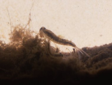 Toprakta solungaçları olan sinek larvaları.