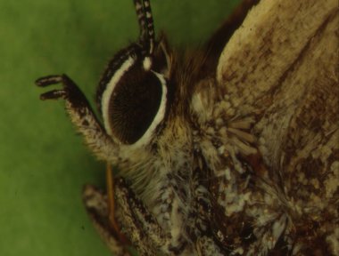 Yüksek büyültülmüş tırnak lekesi kelebeği