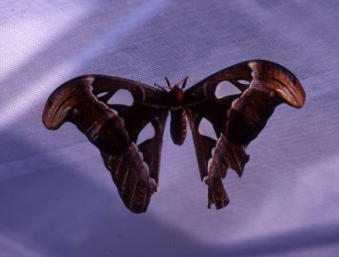 Büyük tropikal güve