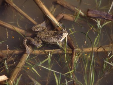 Sıradan kurbağalar gölette çiftleşirler.