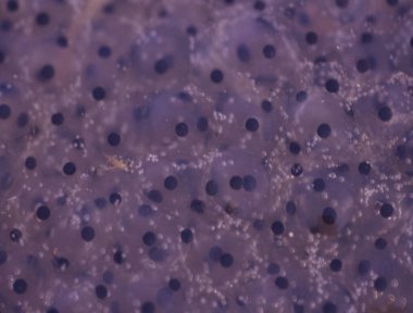 Gölette kurbağa cesedi ve kurbağa yavruları.