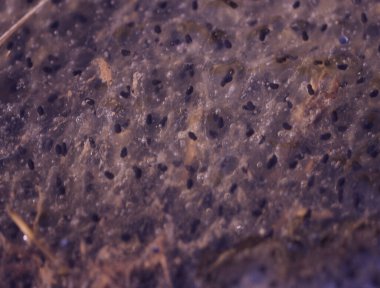 Gölette kurbağa cesedi ve kurbağa yavruları.