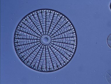 Mikroskop altında denizden gelen diatomlar 100x