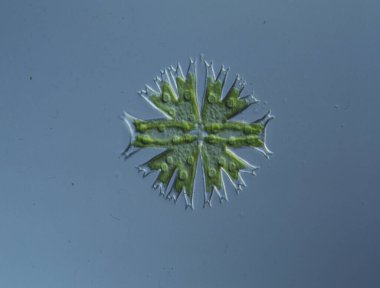 Süslü algler Micrasterias 'ın su damlaları 100 x