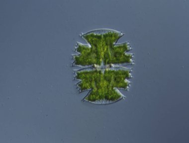 Süslü algler Micrasterias 'ın su damlaları 100 x