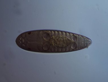 Mikroskop altında suda 100 kat sivrisinek yumurtası.