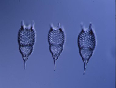 Mikroskop altında denizden gelen radyolarya 100x