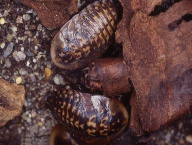 Dev kahverengi hamamböcekleri sürünüyor.